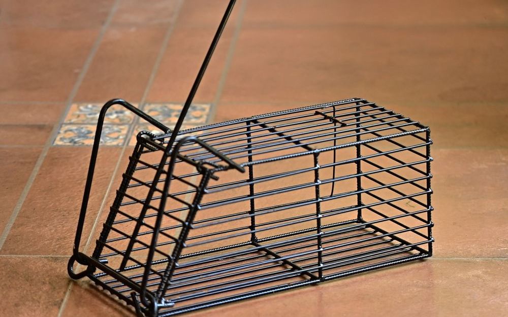 Rodent-Proofing Your Home Before Fall