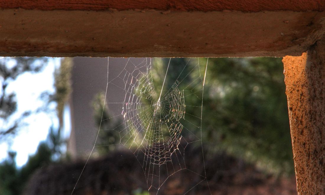 Spider Control