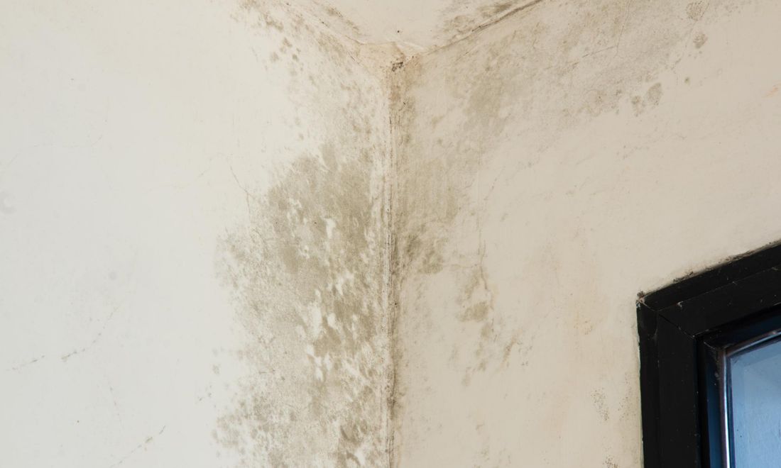 Termite & Moisture Inspections