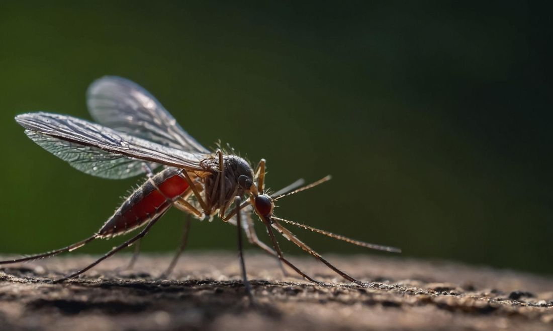 Mosquito Control