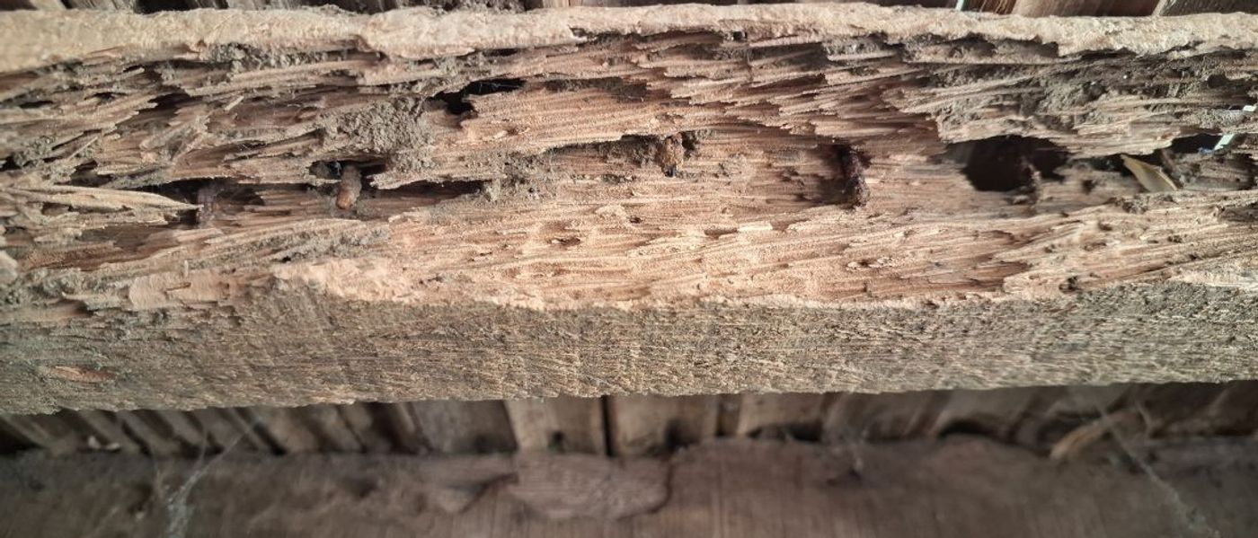 5 Signs of Termite Damage Homeowners Miss