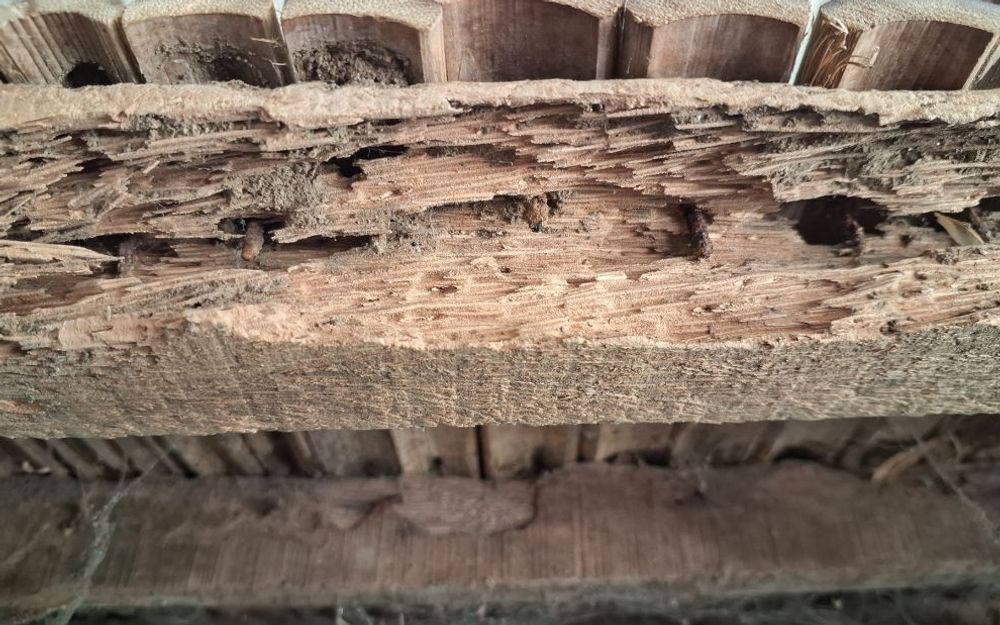 5 Signs of Termite Damage Homeowners Miss