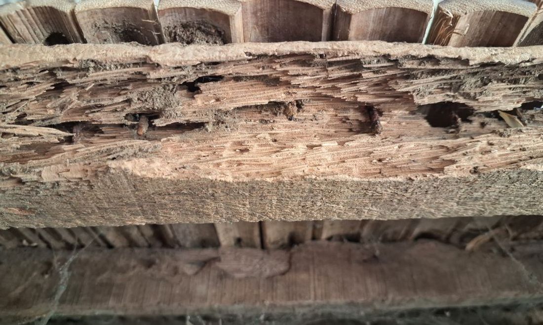 Termite Control