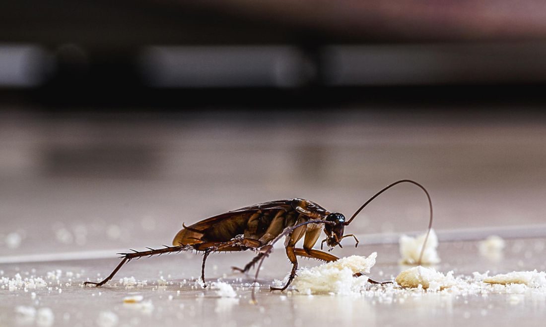 Cockroach Control