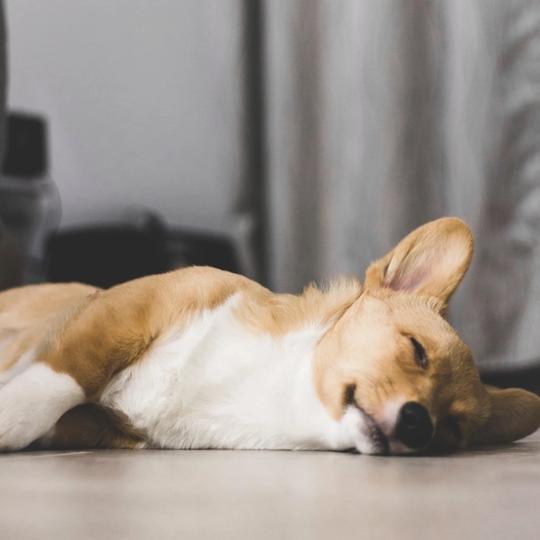 Pet Friendly office pokud potřebuješ vzít občas svého pejska do kanceláře