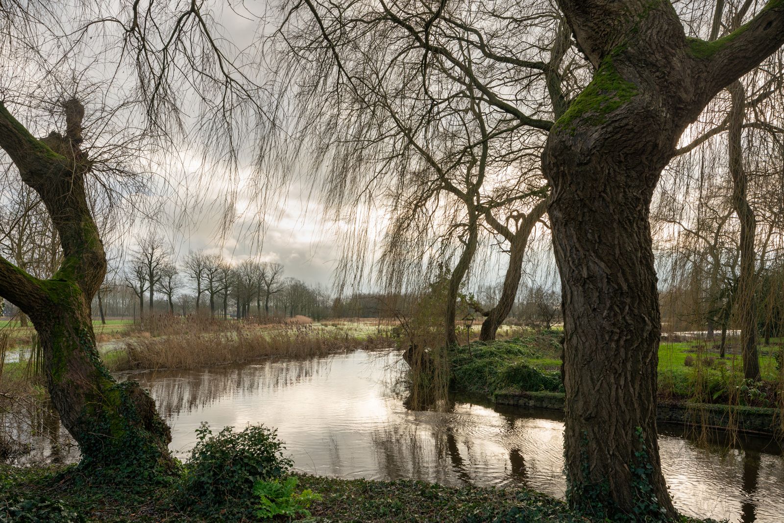 Op de voorgrond staan twee bomen en op de achtergrond de Dommel met veel groen.
