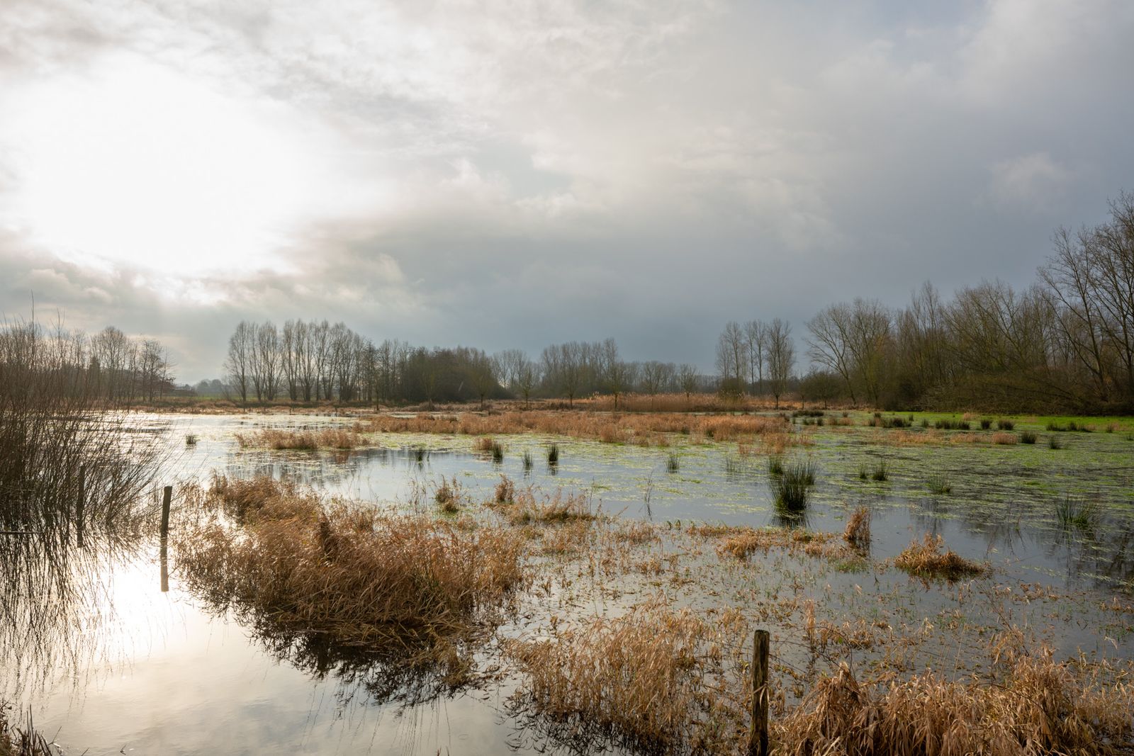 Groenblauwe dooradering bij de Dommel in Eindhoven. De zon staat hoog, op de voorgrond water met op de achtergrond veel bomen.