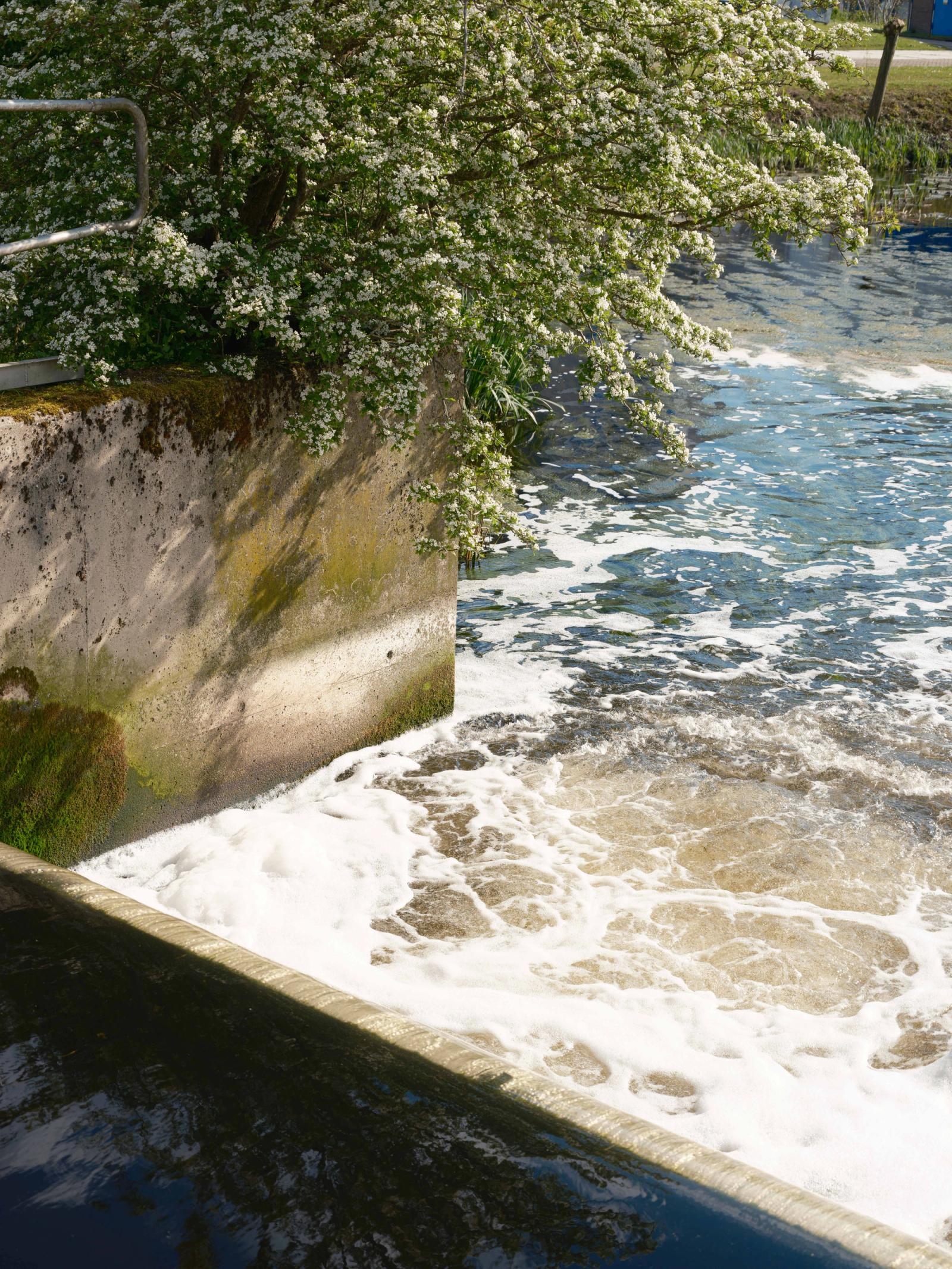 Beplanting en water.