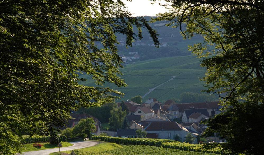 Vue Nature - Champagne - Roulotte la Dominique