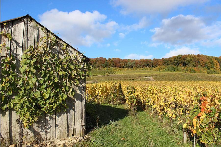 Vue sur les Vignes - Champagne - Roulotte la Dominique