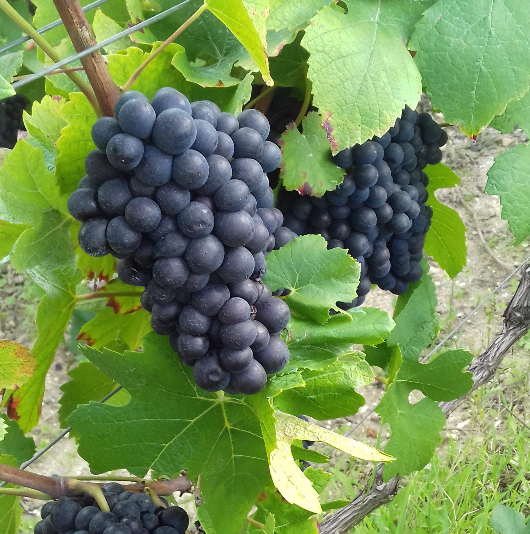 Roulotte la Dominique - Propriétaire de Roulotte la Dominique