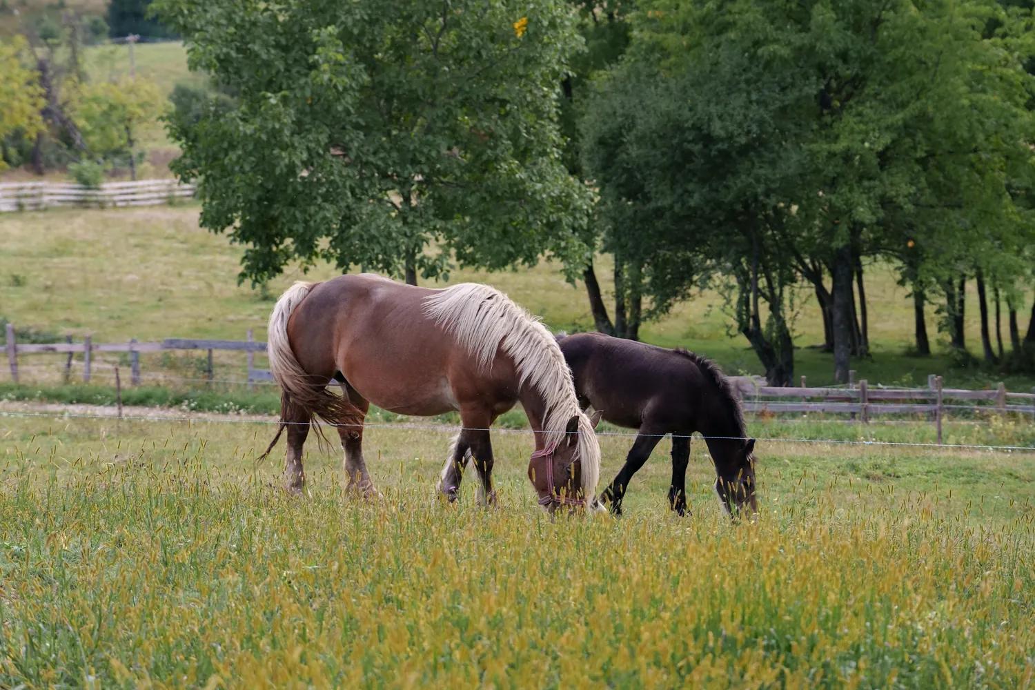 Horses grazing in a summer pasture in the Apuseni Mountains near Coniferis Retreat