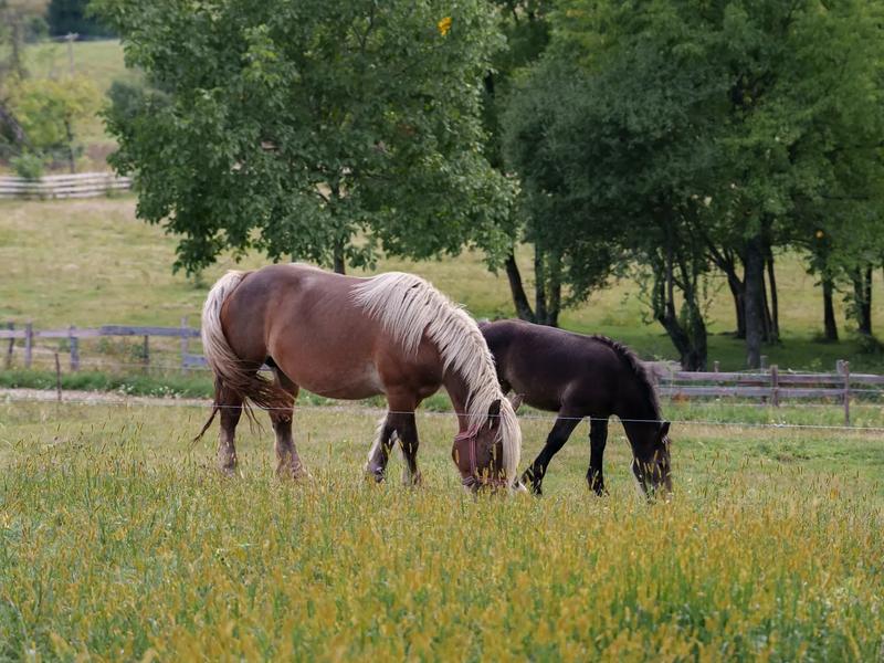 Horses grazing in a summer pasture in the Apuseni Mountains near Coniferis Retreat