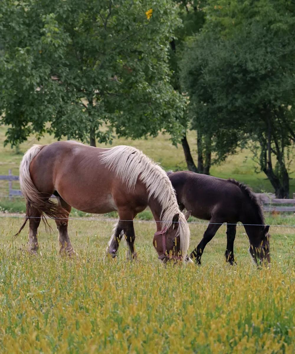 Horse riding in the Apuseni Mountains Horses grazing in a summer pasture in the Apuseni Mountains near Coniferis Retreat