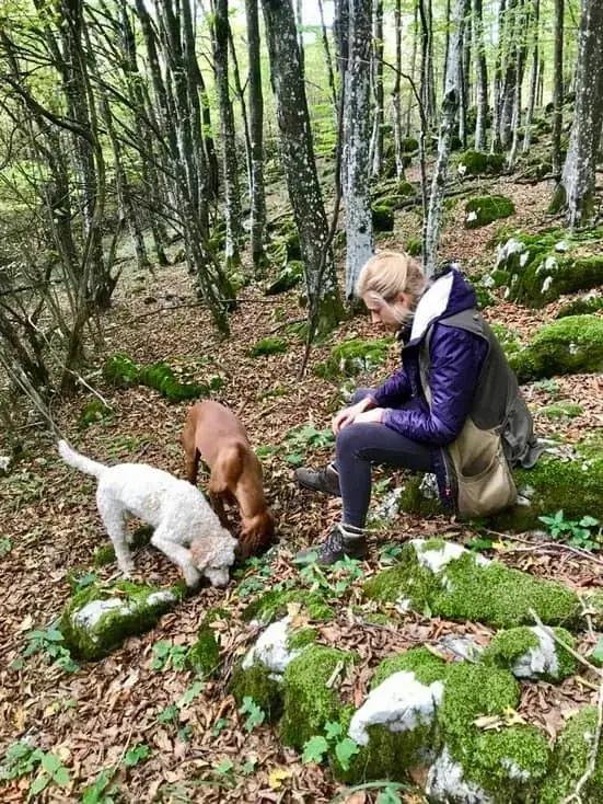 A trained truffle-hunting dog in the forests of Bihor county