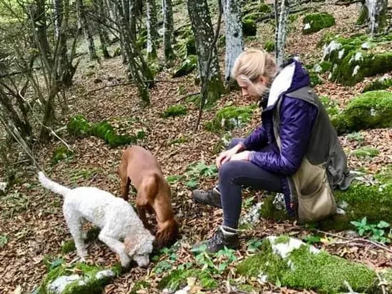 A trained truffle-hunting dog in the forests of Bihor county