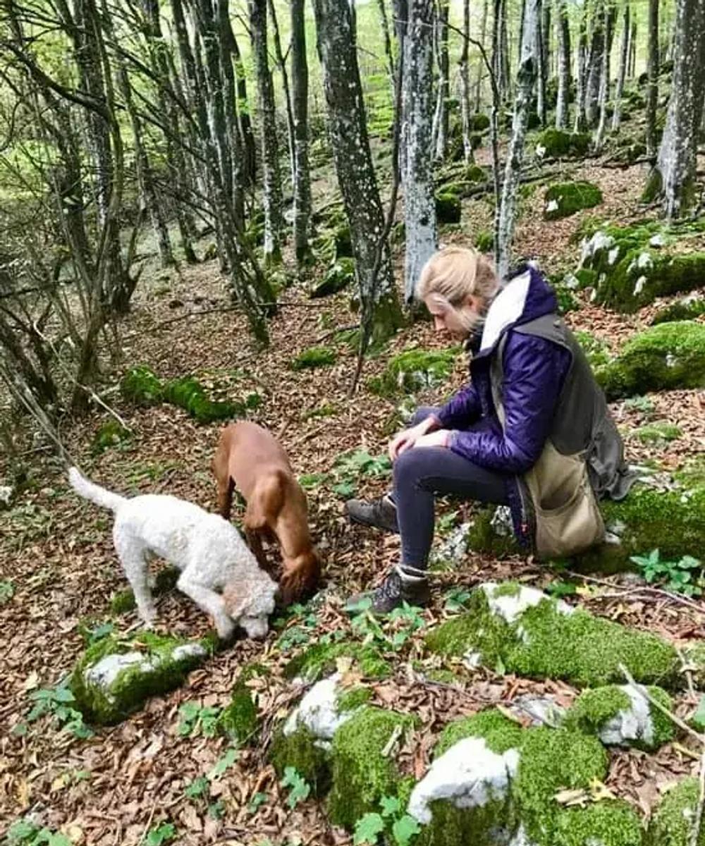 Truffle hunting A trained truffle-hunting dog in the forests of Bihor county