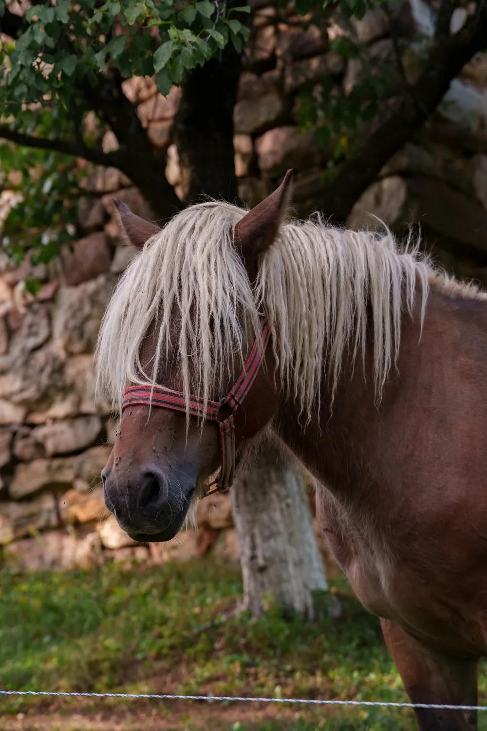 Portrait of a light-maned horse in the Apuseni Mountains