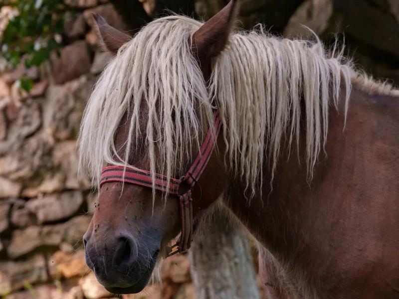 The horses are gentle and used to beginners Portrait of a light-maned horse in the Apuseni Mountains