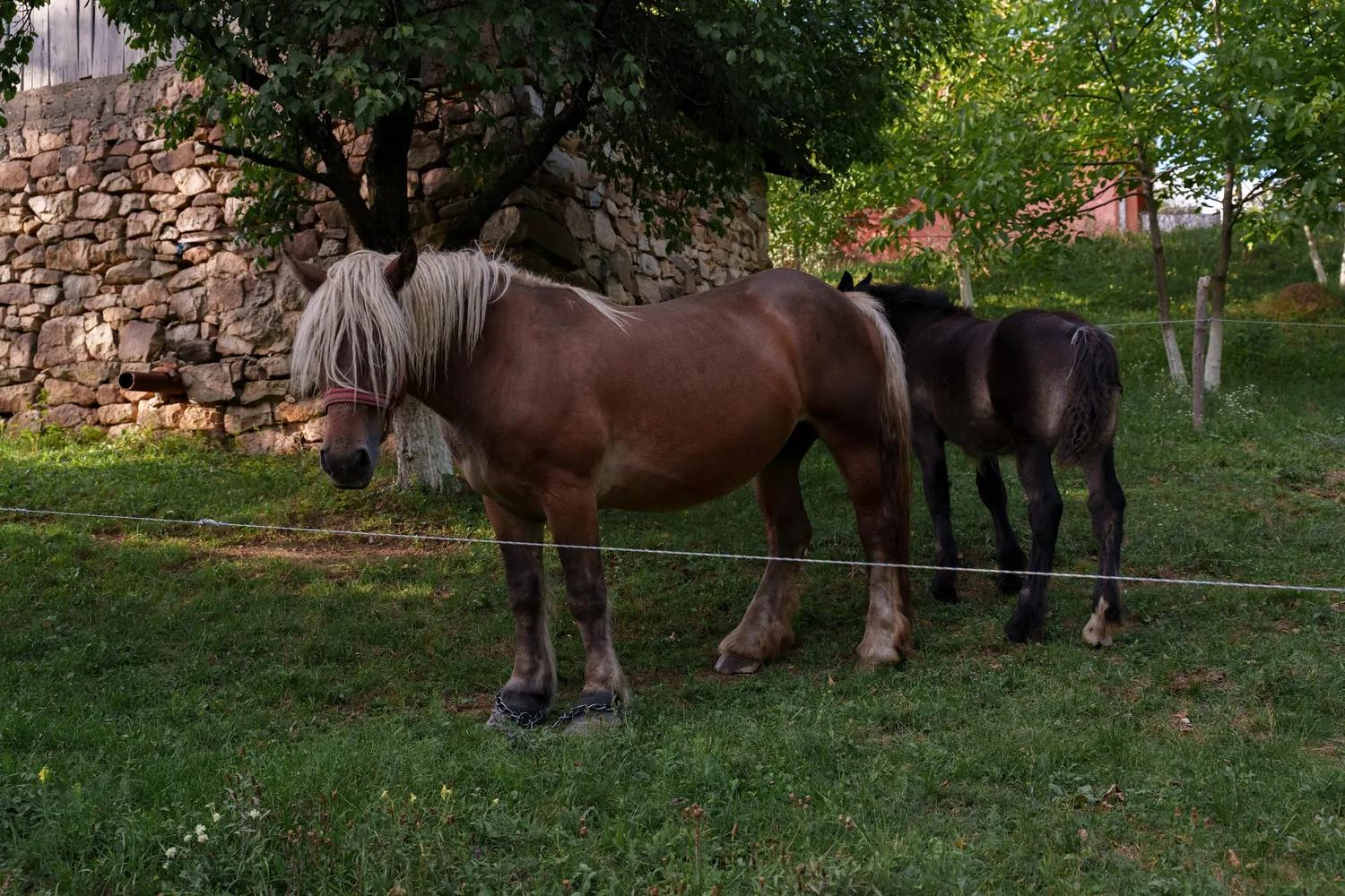 Two horses in a pasture in the Apuseni Mountains