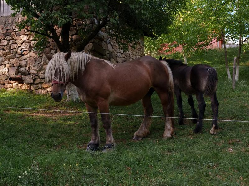 Rides go out in small groups with an instructor Two horses in a pasture in the Apuseni Mountains