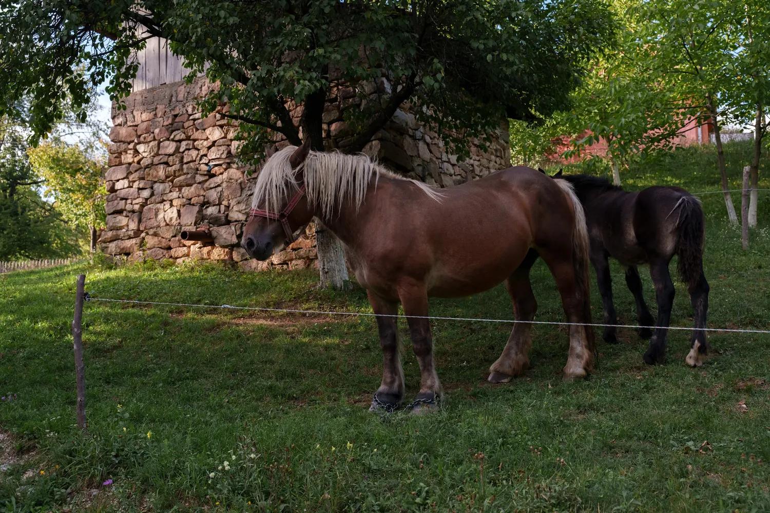 Horses beside a stone wall in the Apuseni Mountains