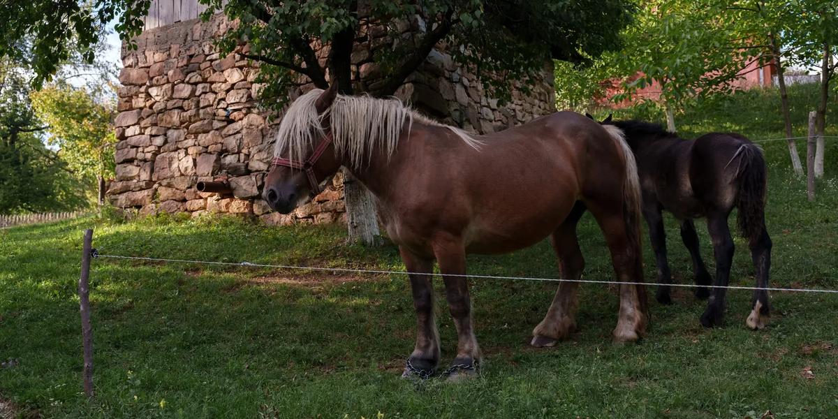 The horses before setting off Horses beside a stone wall in the Apuseni Mountains
