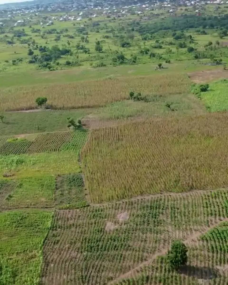 Aerial view over Jaylead farmland: a patchwork of cultivated plots, crop rows and tree cover under a pale sky