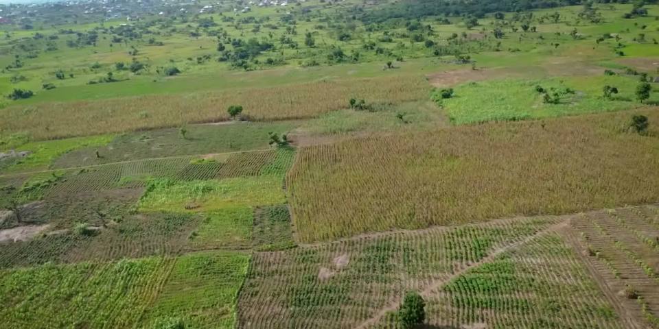 Aerial view over Jaylead farmland: a patchwork of cultivated plots, crop rows and tree cover under a pale sky