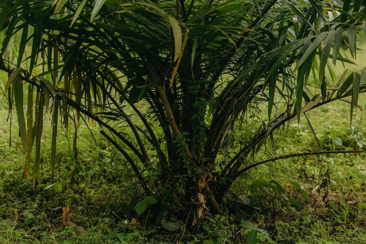 A young oil palm tree growing in a cleared, grassy plantation