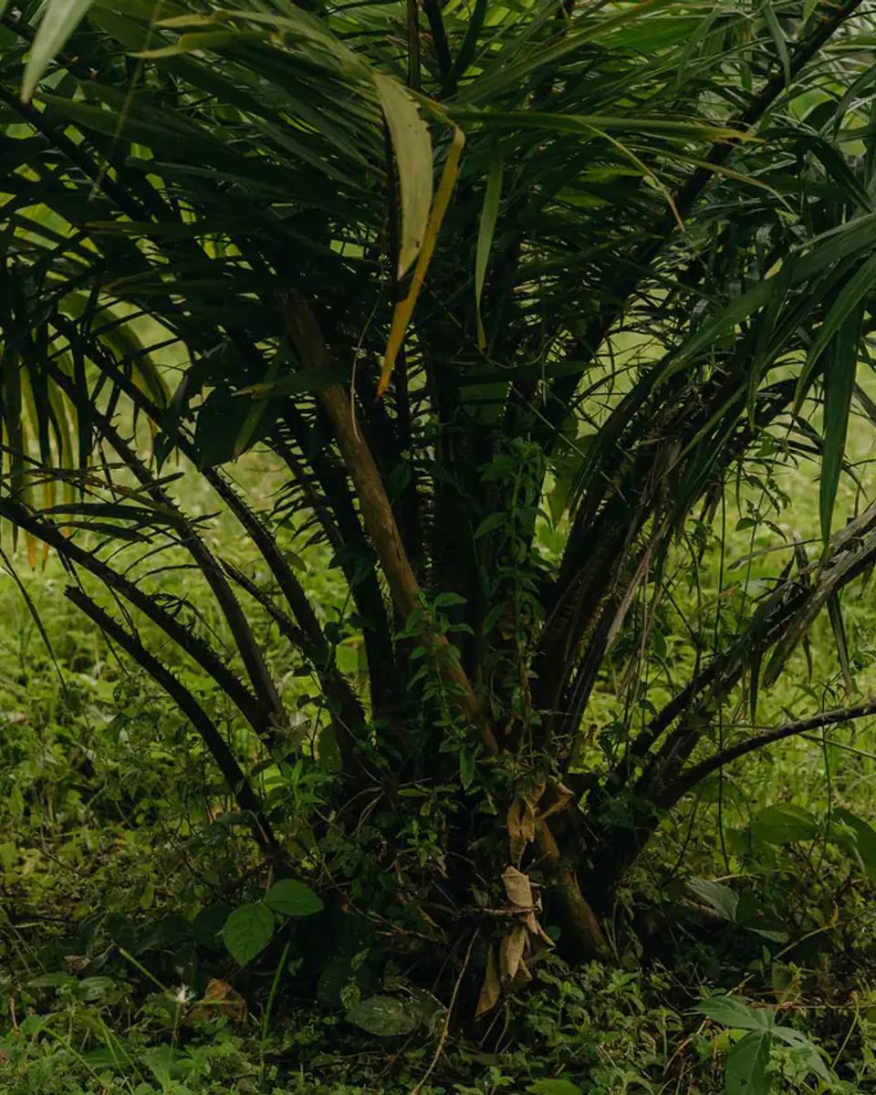 A young oil palm tree growing in a cleared, grassy plantation