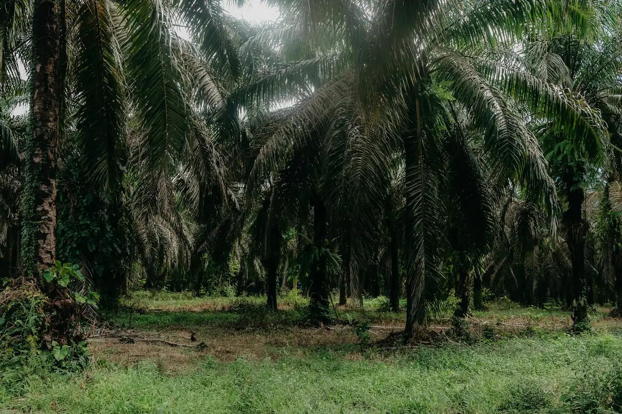 Inside a dense oil palm plantation, tall palms over green ground cover