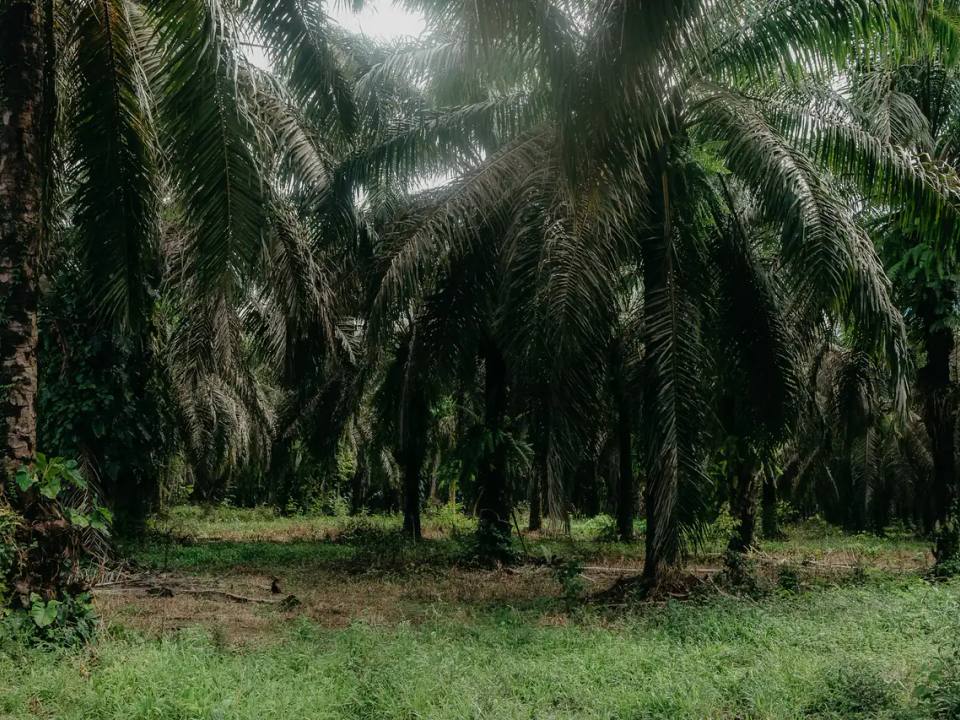 Inside a dense oil palm plantation, tall palms over green ground cover