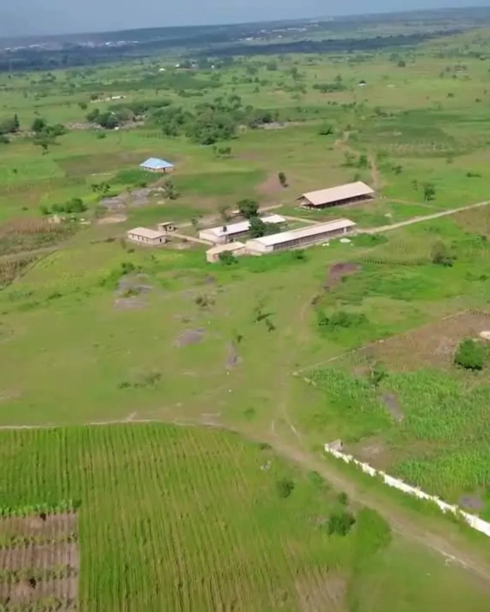 Drone view of green farmland with crop rows, a dirt track, a fence line and farm buildings