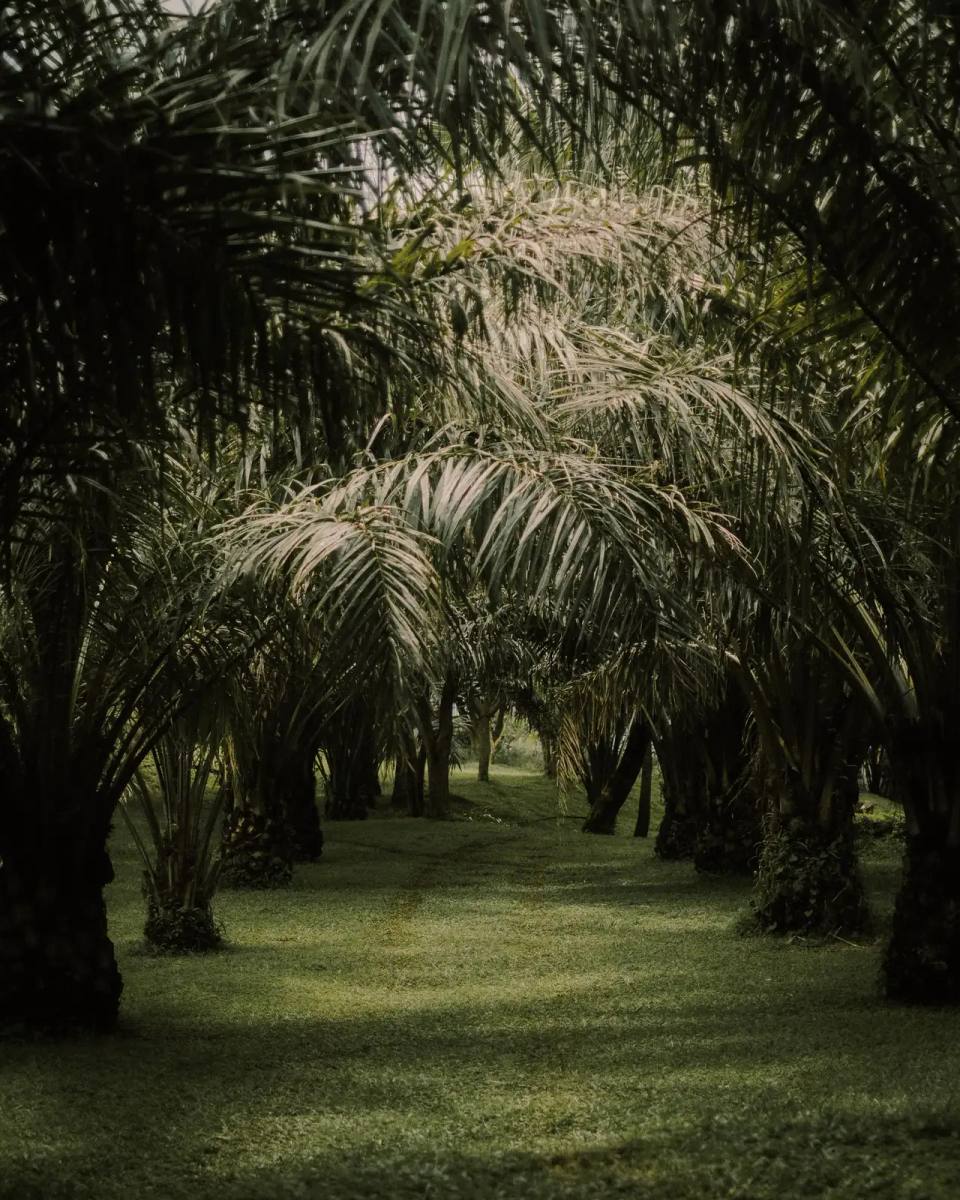 Mature oil palms in rows over green undergrowth in a Nigerian palm grove