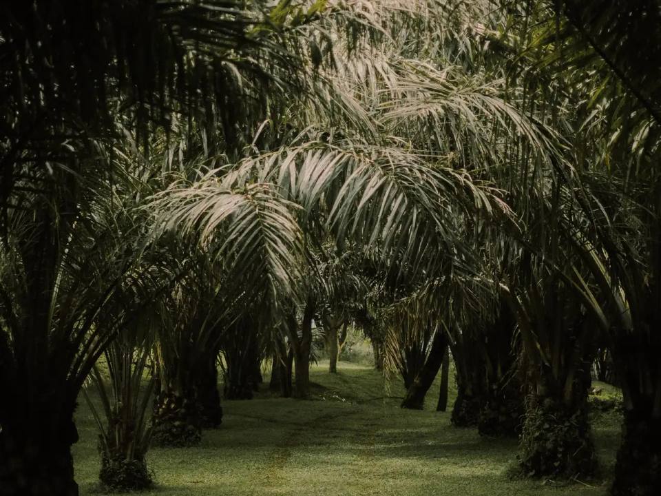 Mature oil palms in rows over green undergrowth in a Nigerian palm grove