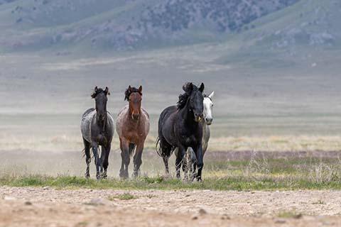 Why the traditional method of hoof trimming is a game of chance.