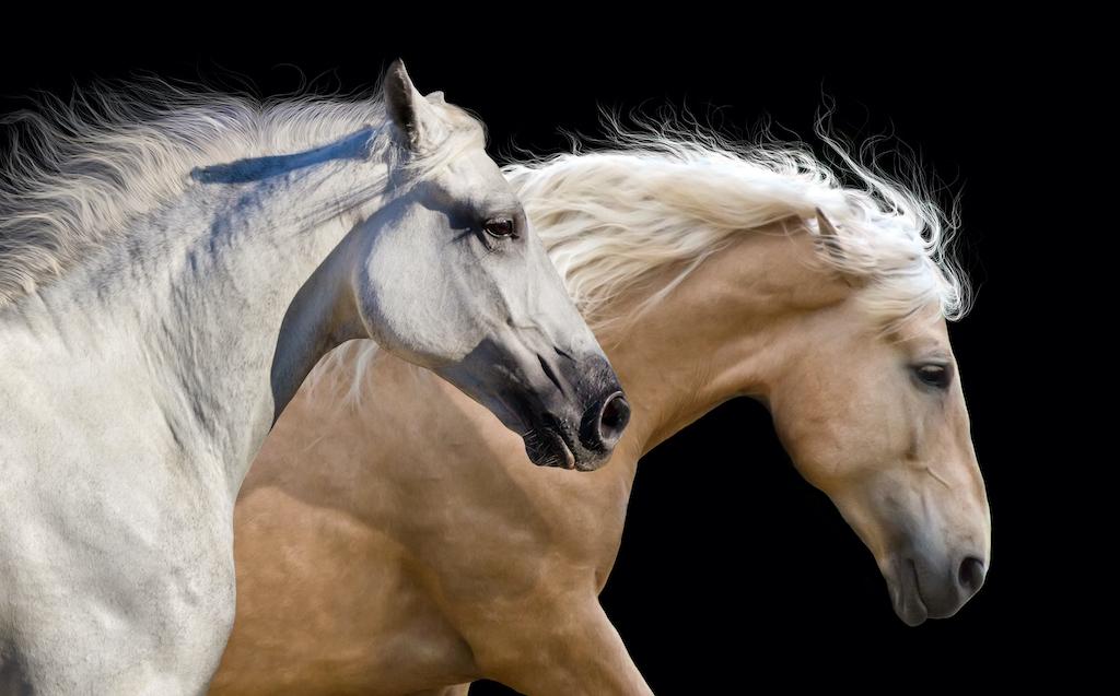 Should the horse be shod or should it be barefoot?