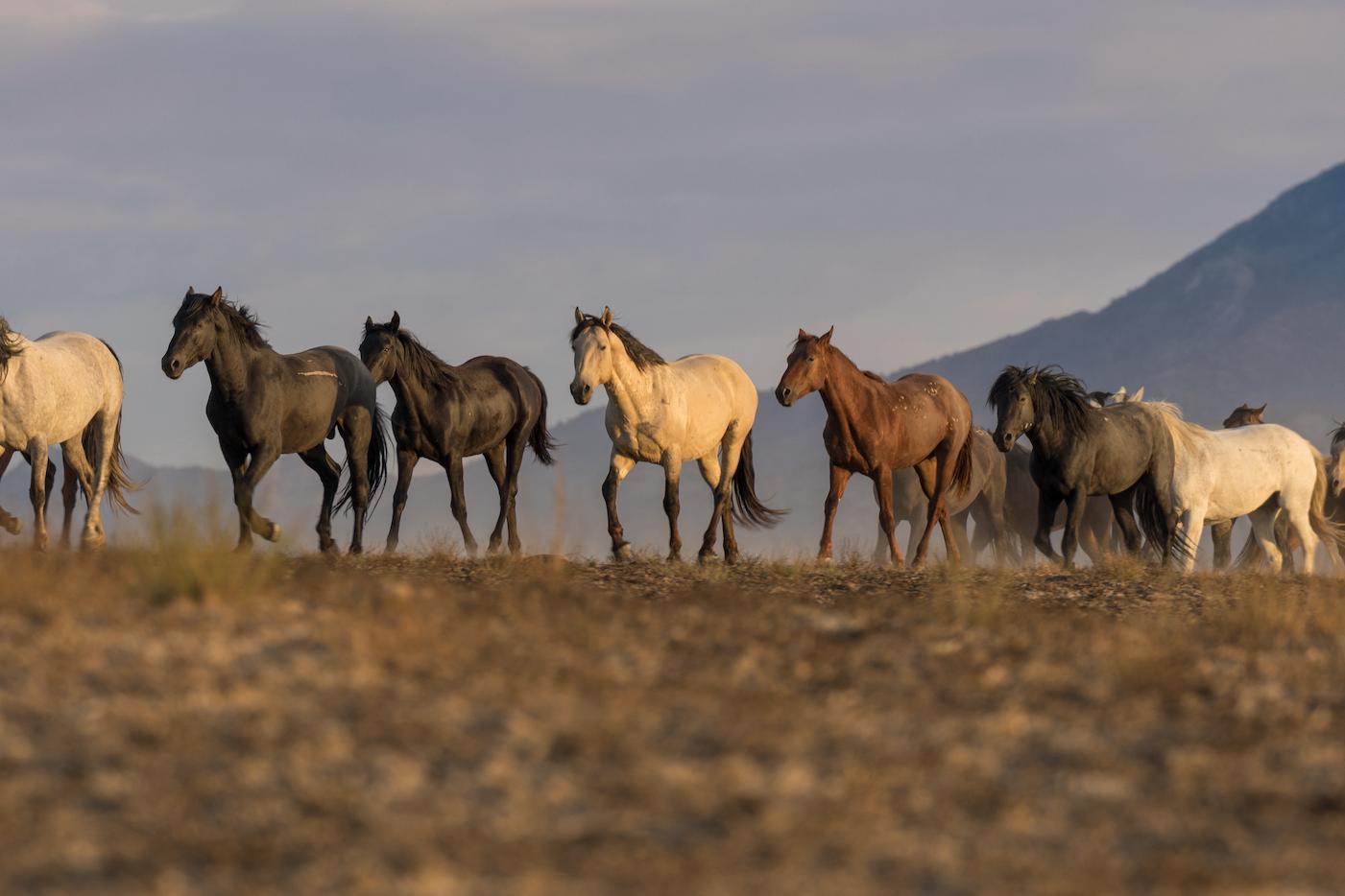horses