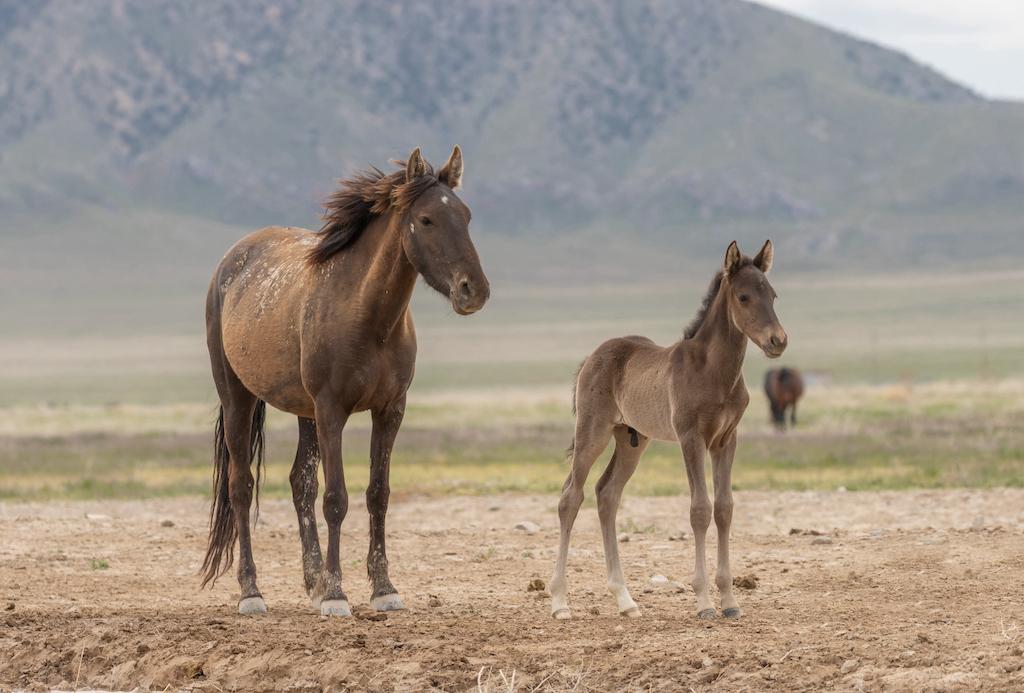 How do I bring the horse into its natural and individual balance?