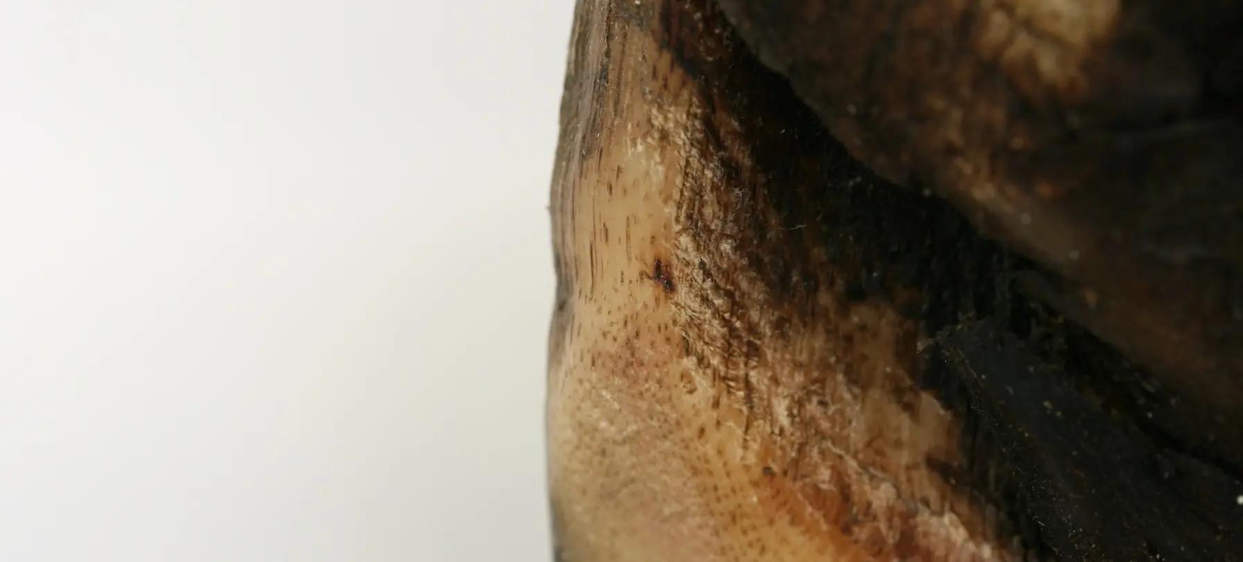 The heel stress point