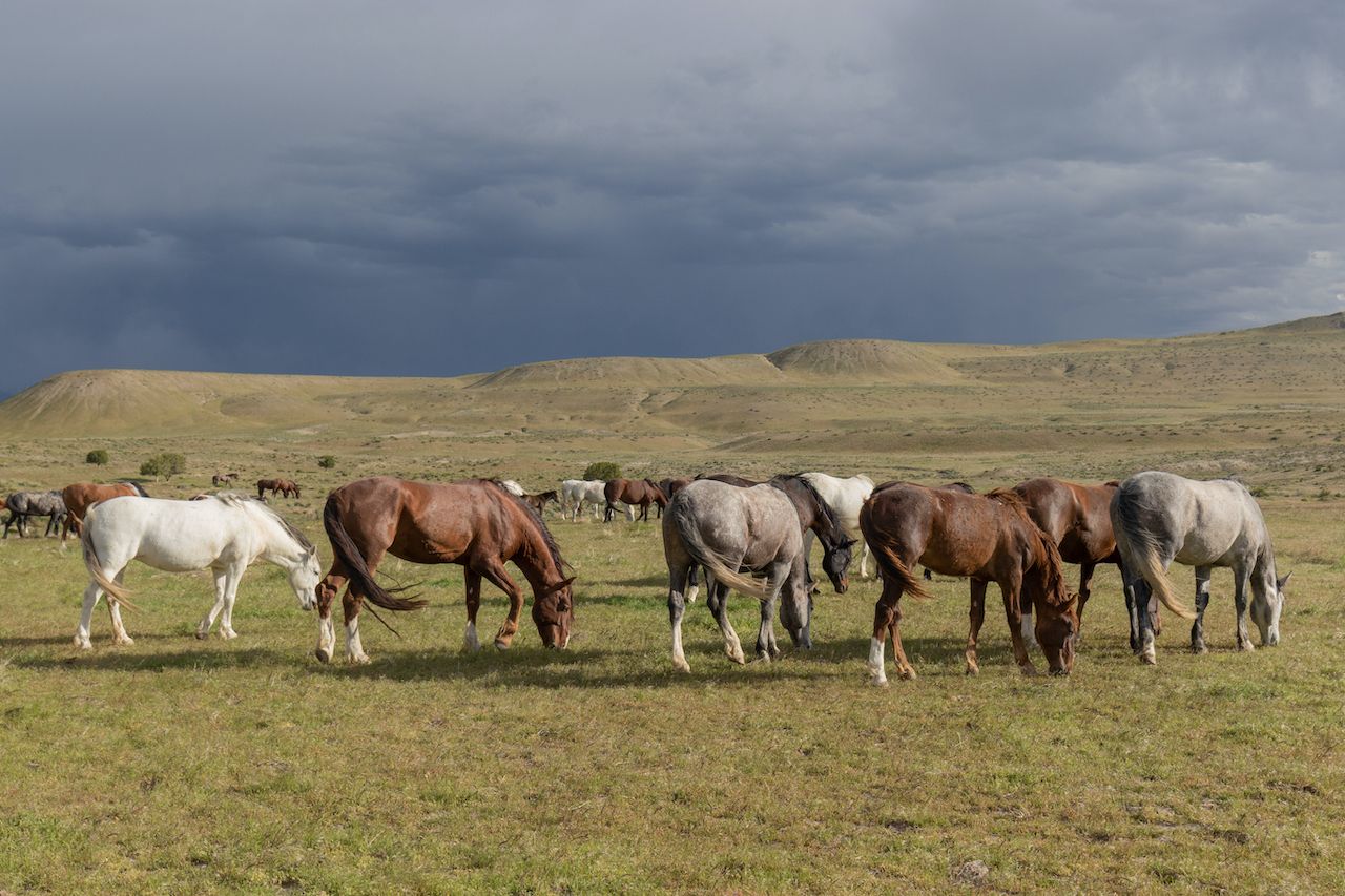 banner: images of horses with mountains in the background