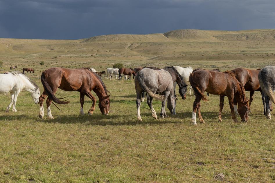 banner: images of horses with mountains in the background