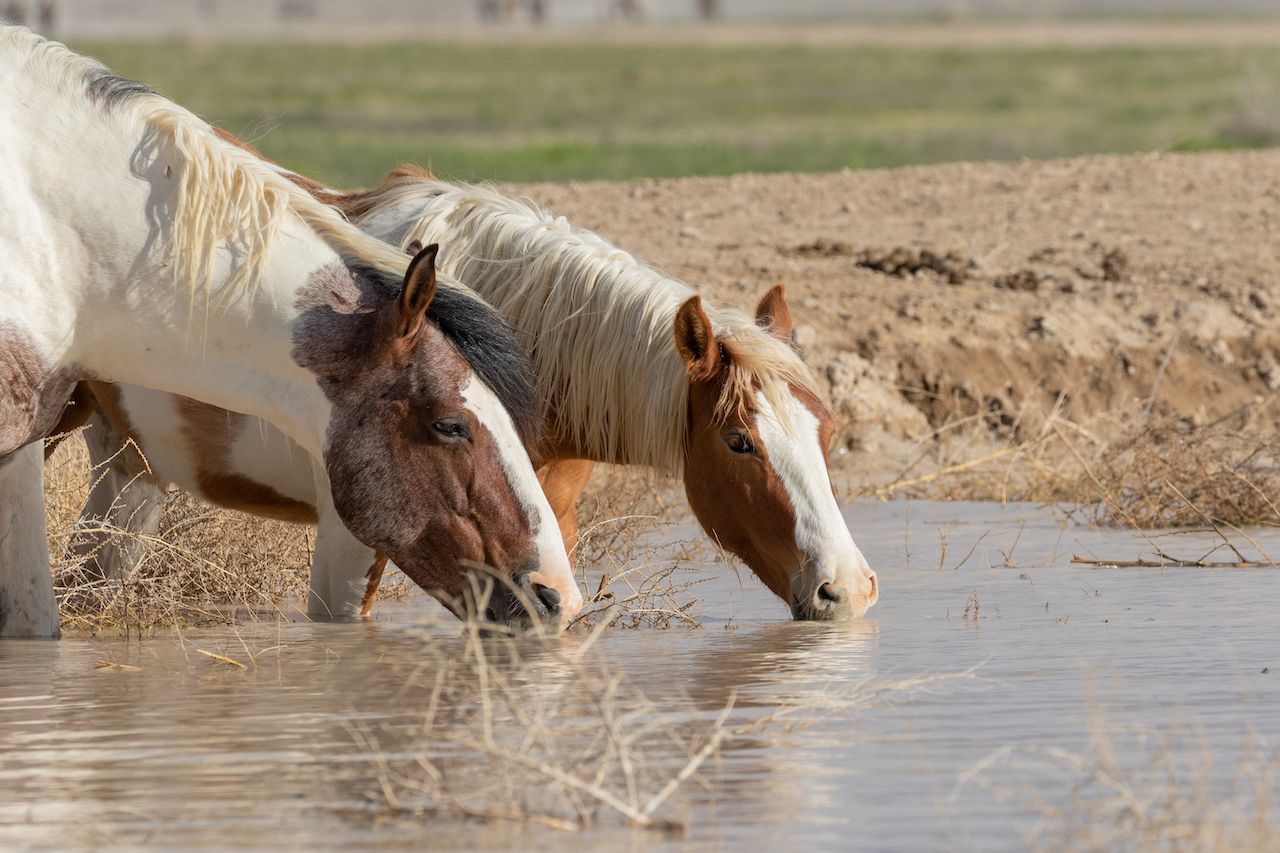 The incompetence of the hoof trimmer must not affect the nature of the horse.