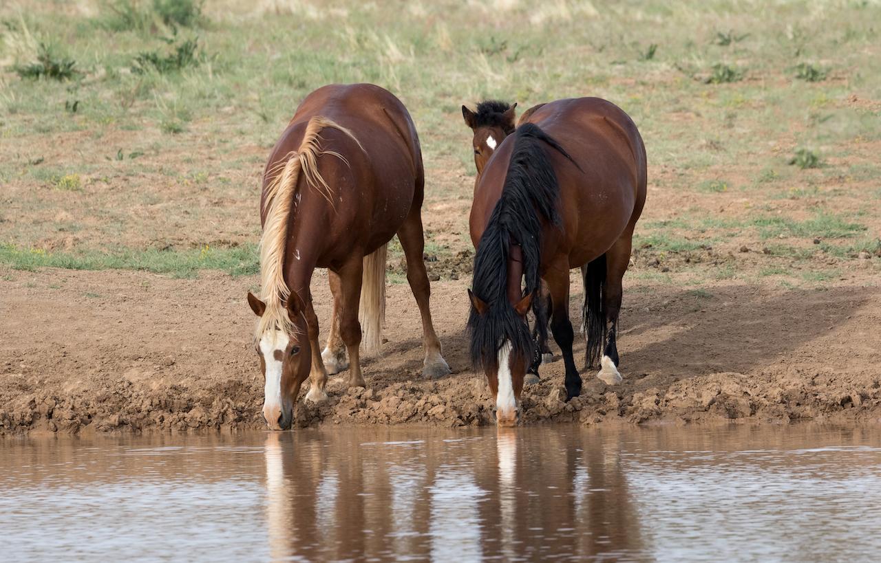 Should the horse be shod or should it be barefoot?