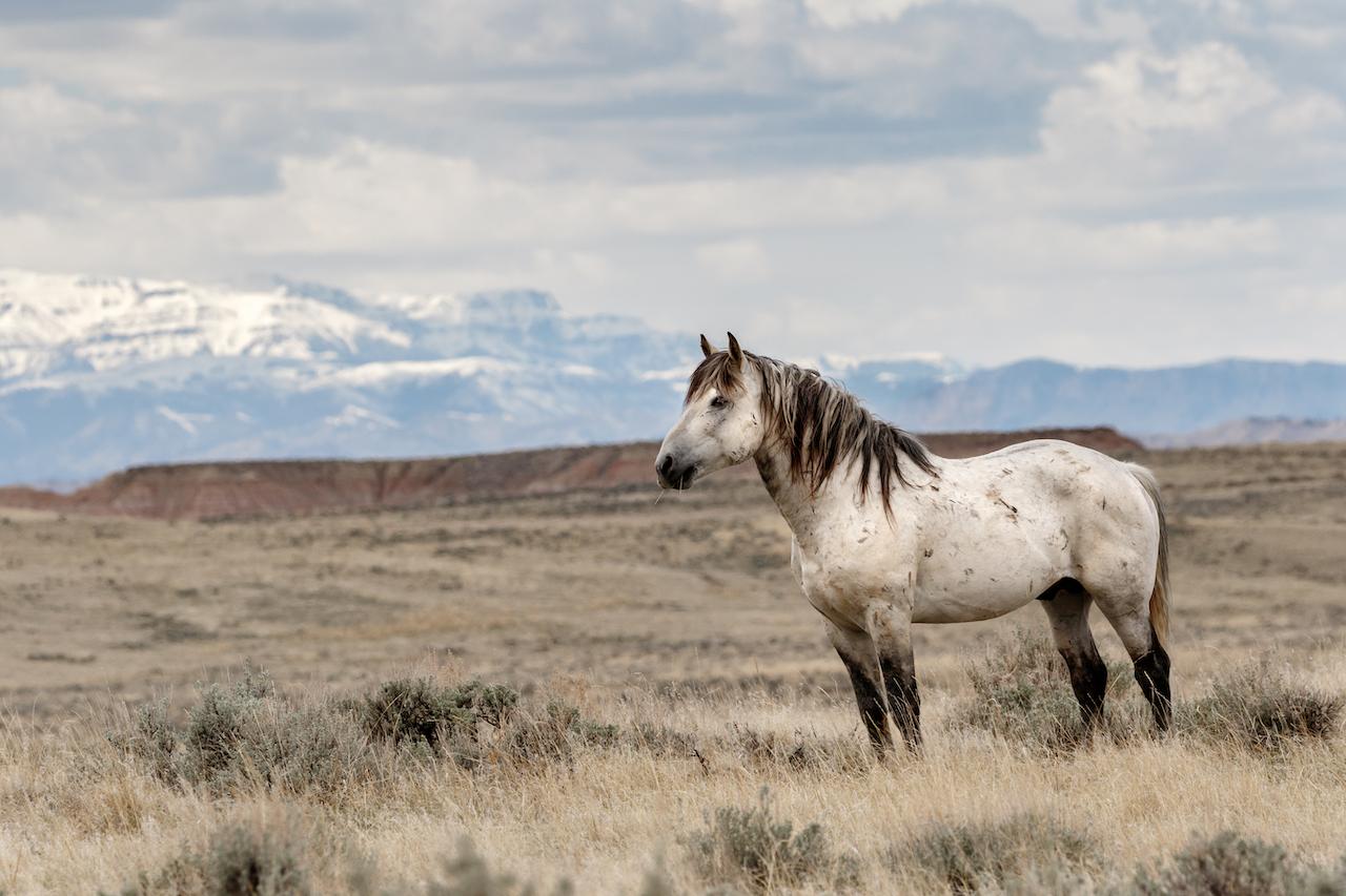 How do I bring the horse into its natural and individual balance?