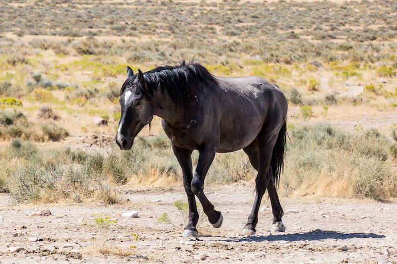 Why does a horse learn to lift its foot when trimming its hooves?