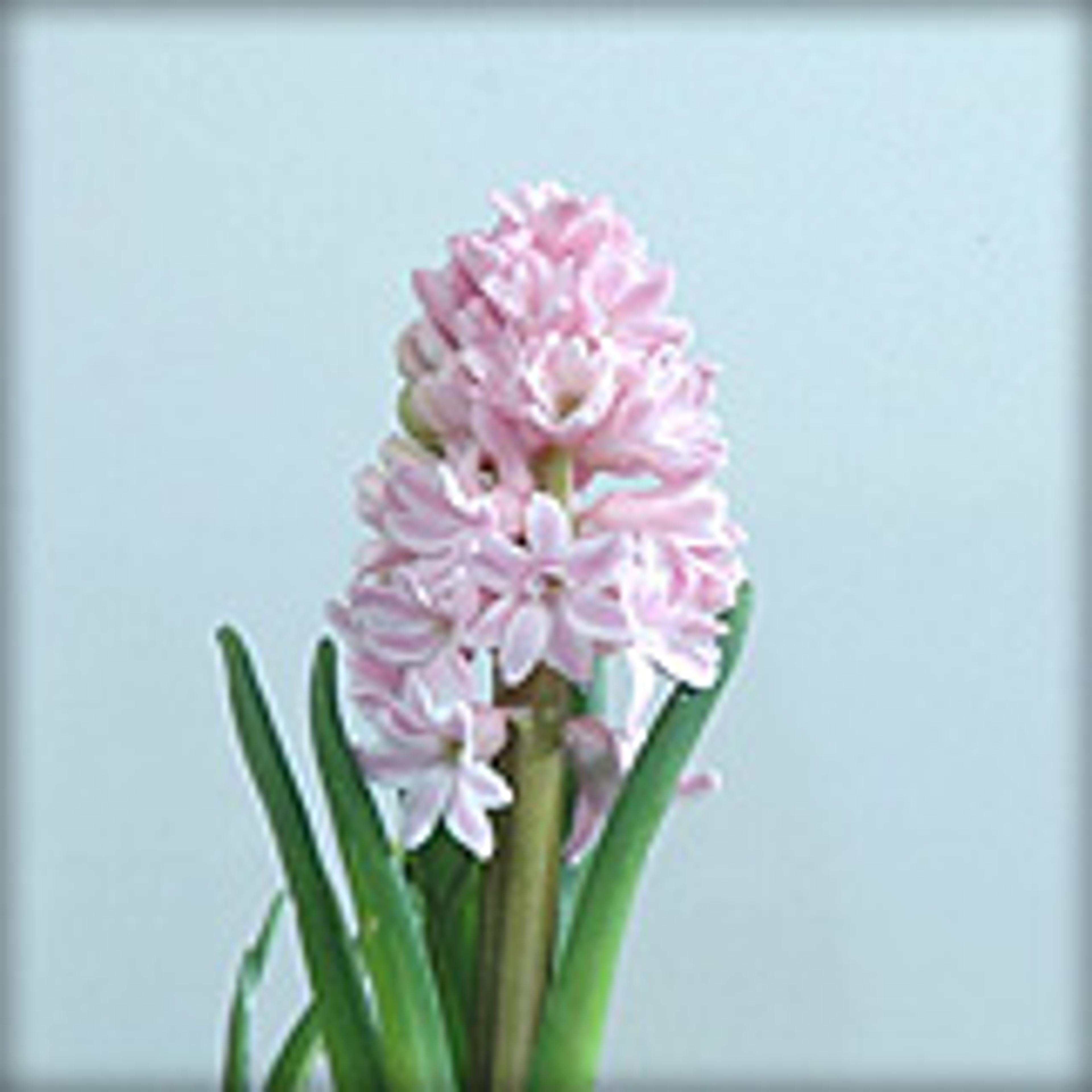 Reflektoglas blå Reflektoglas blå