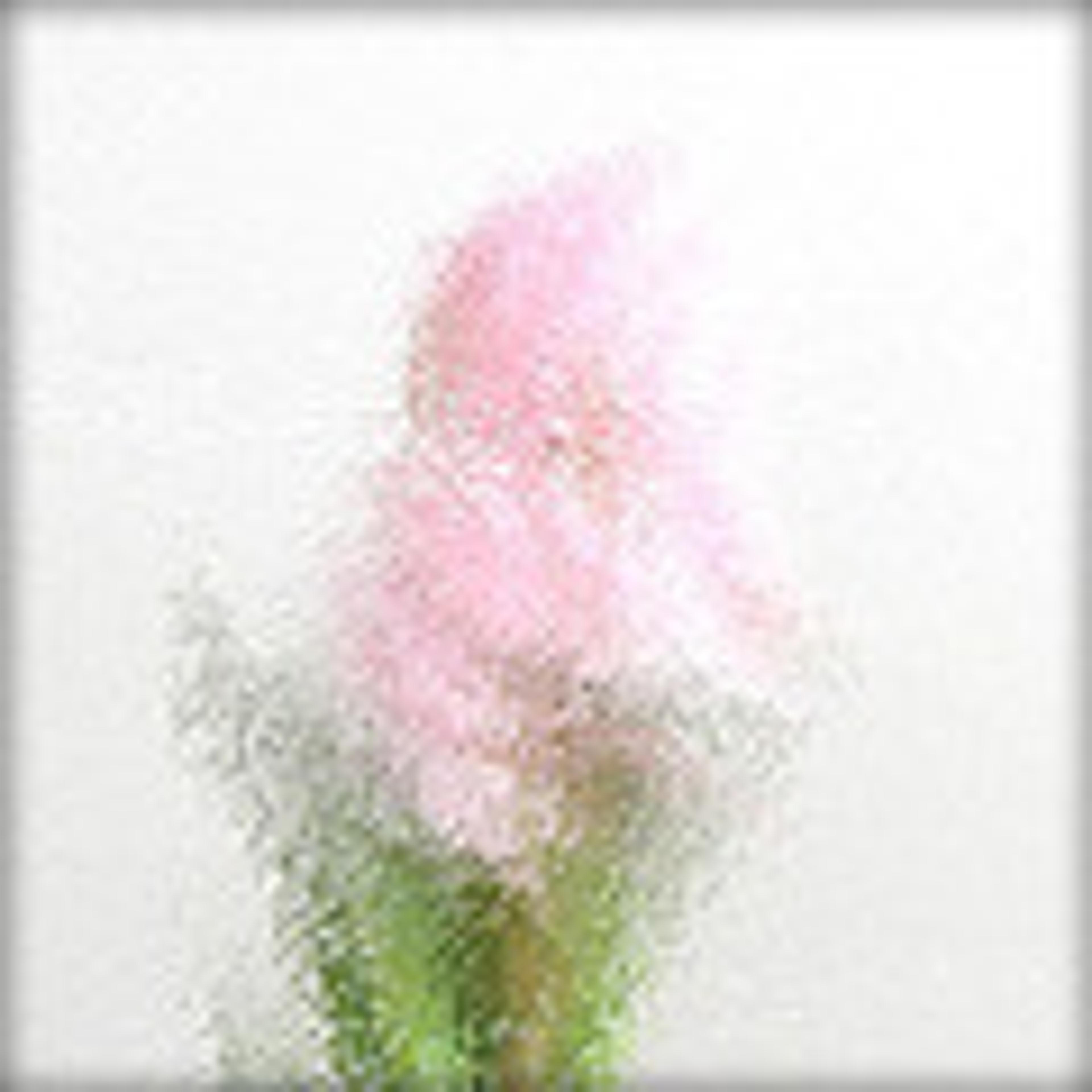 Råglas Chinchilla Råglas Chinchilla