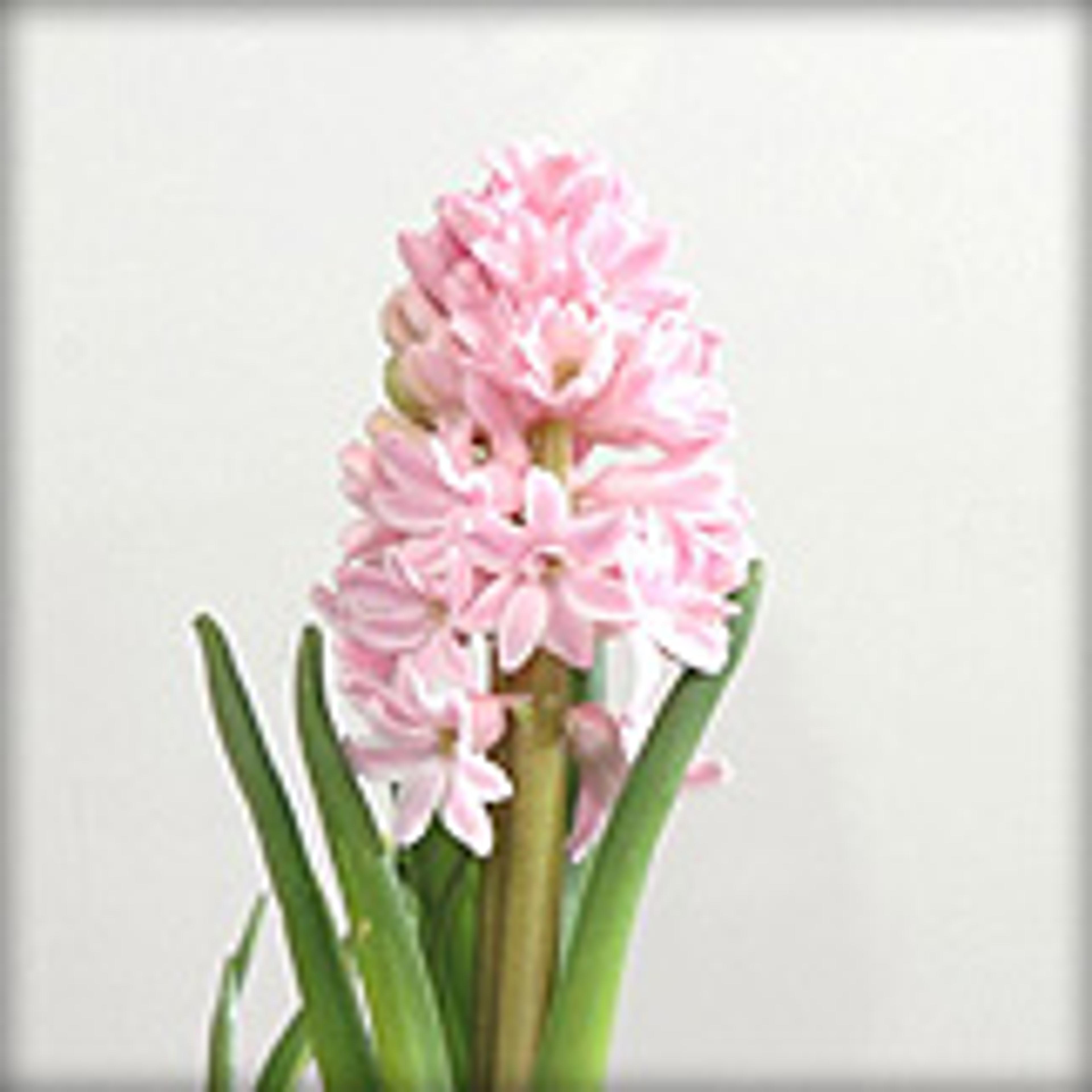 P1 glas personsäkerhet P1 glas personsäkerhet